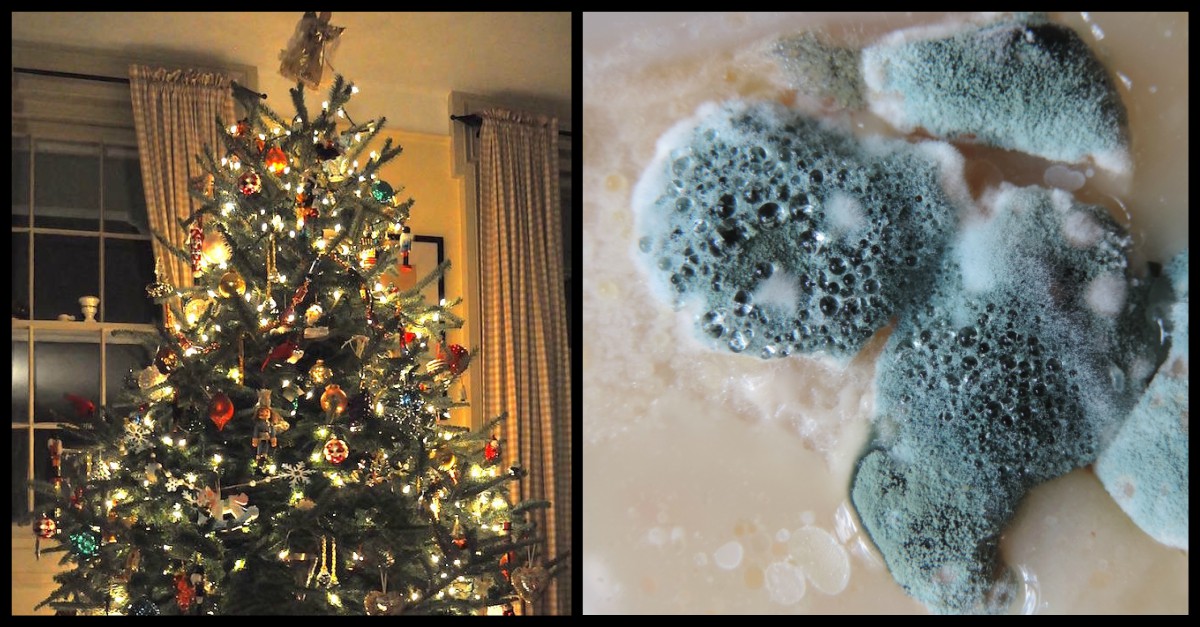 'Christmas Tree Syndrome' Is Caused By Mold Allergies