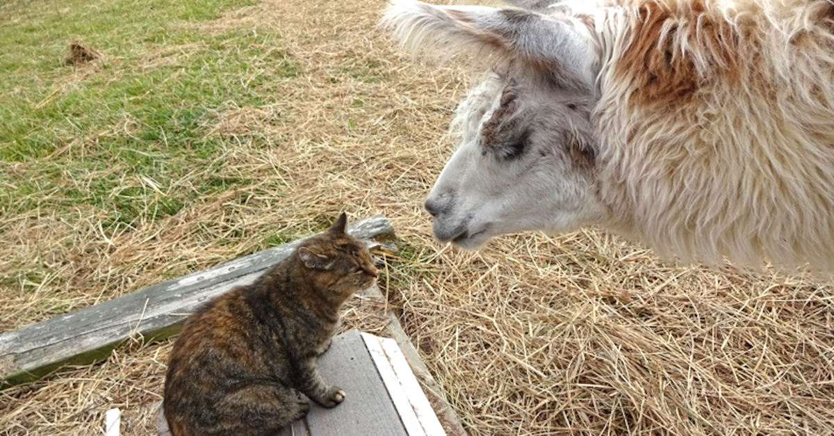 A Cat And A Llama Have A Staring Contest. I Did NOT See This Coming