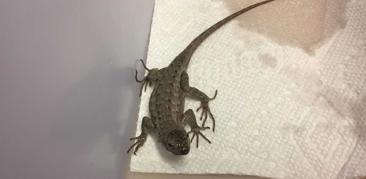 Lizard in lizard trap, Here's the lizard we caught in the s…