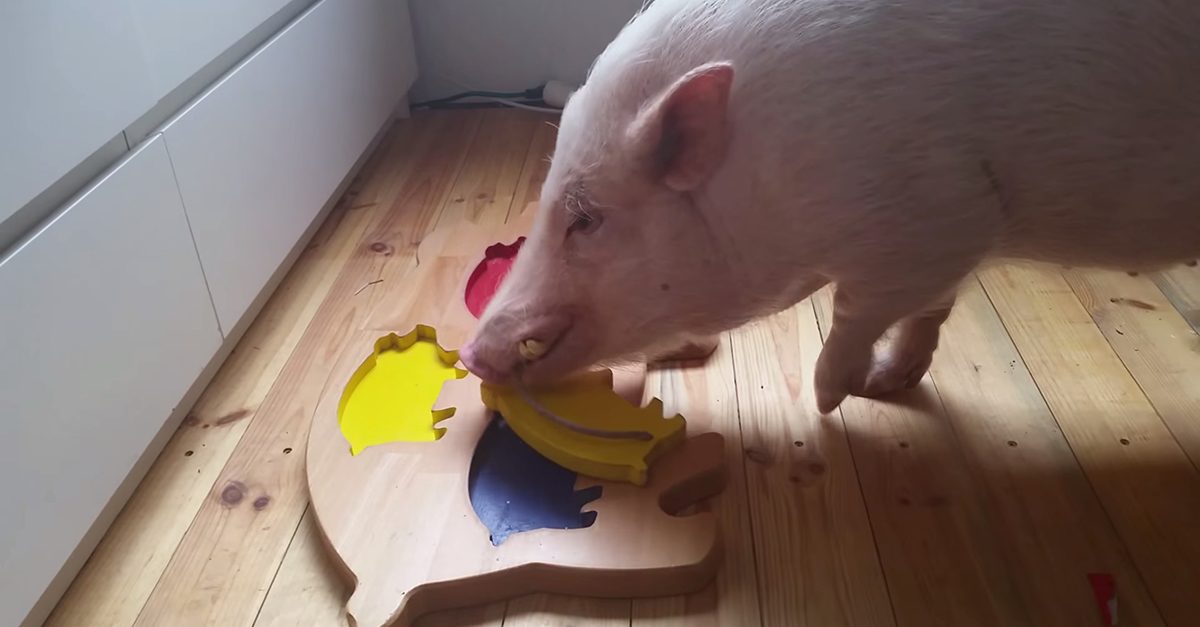 In Less Than 60 Seconds, This Pig Proves He's As Smart As A 5YearOld(00)