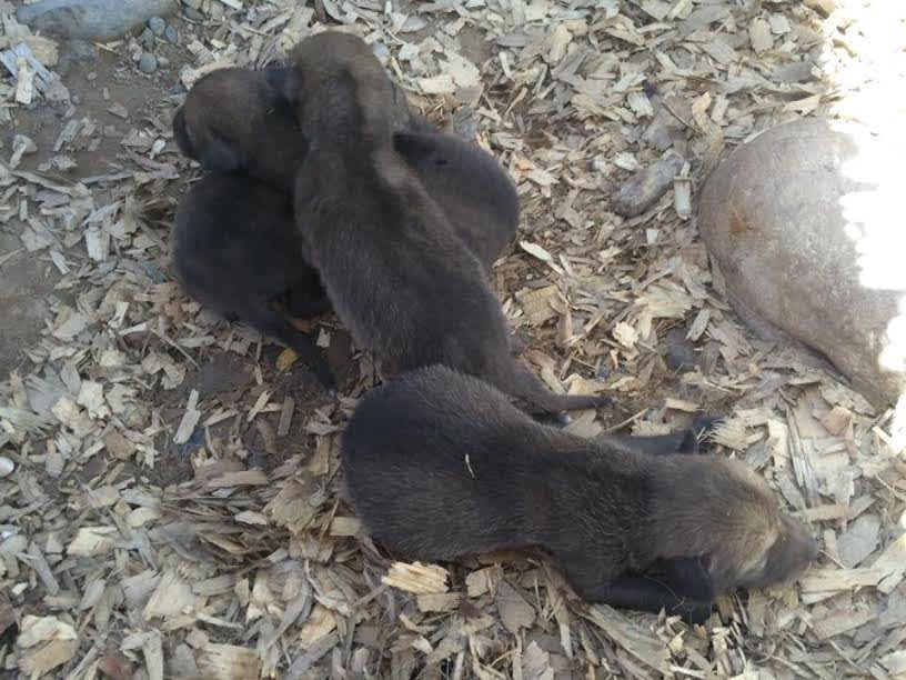 Blind Coyote 4 Blind Coyote 4