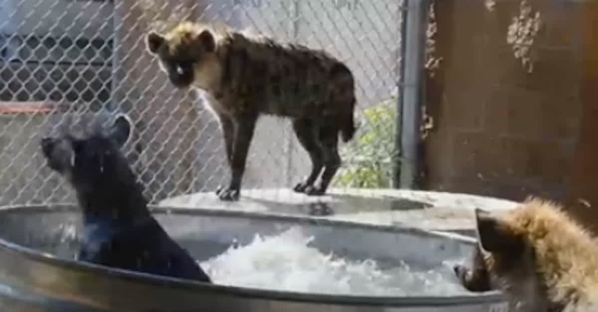 Excited Hyena Plays In Tub At The Zoo | LittleThings.com