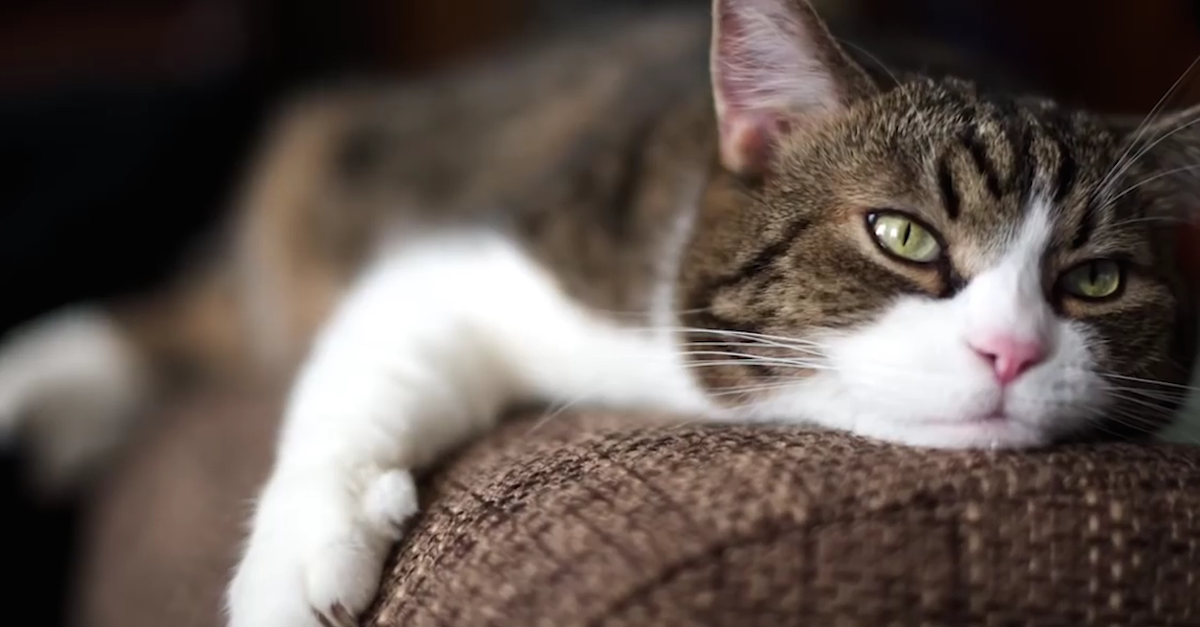 My Cat Keeps Scratching Up My Furniture, But I've Never Tried THIS