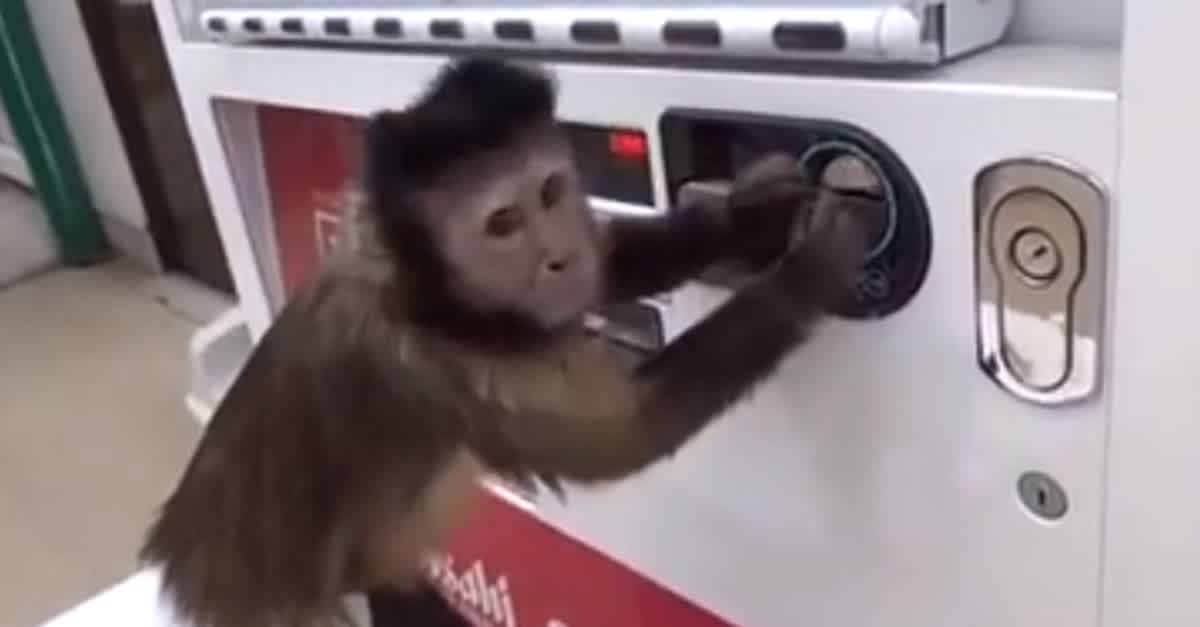 Monkey Asap Machine They Gave This Monkey A Coin, But I Never Expected Him To Do THIS With ...