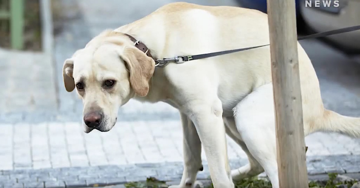 Why Do Dogs Spin Before Pooping