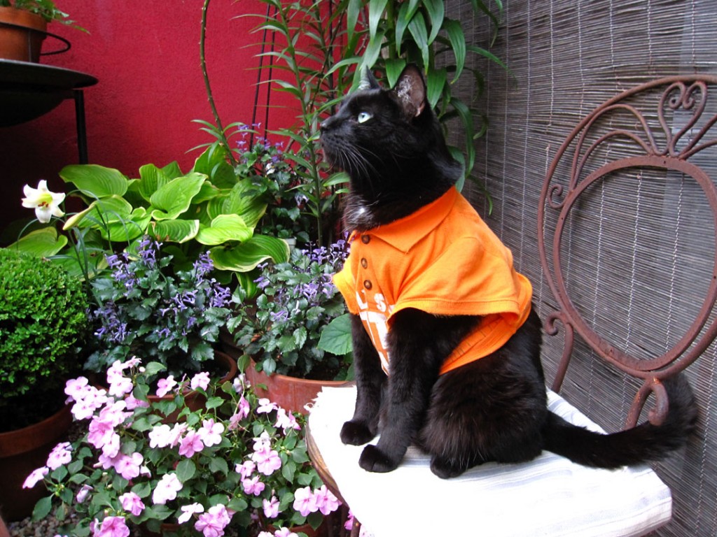 What THE?! You Won't Believe 'Home Depot Cat's' Crazy Story. Here's The