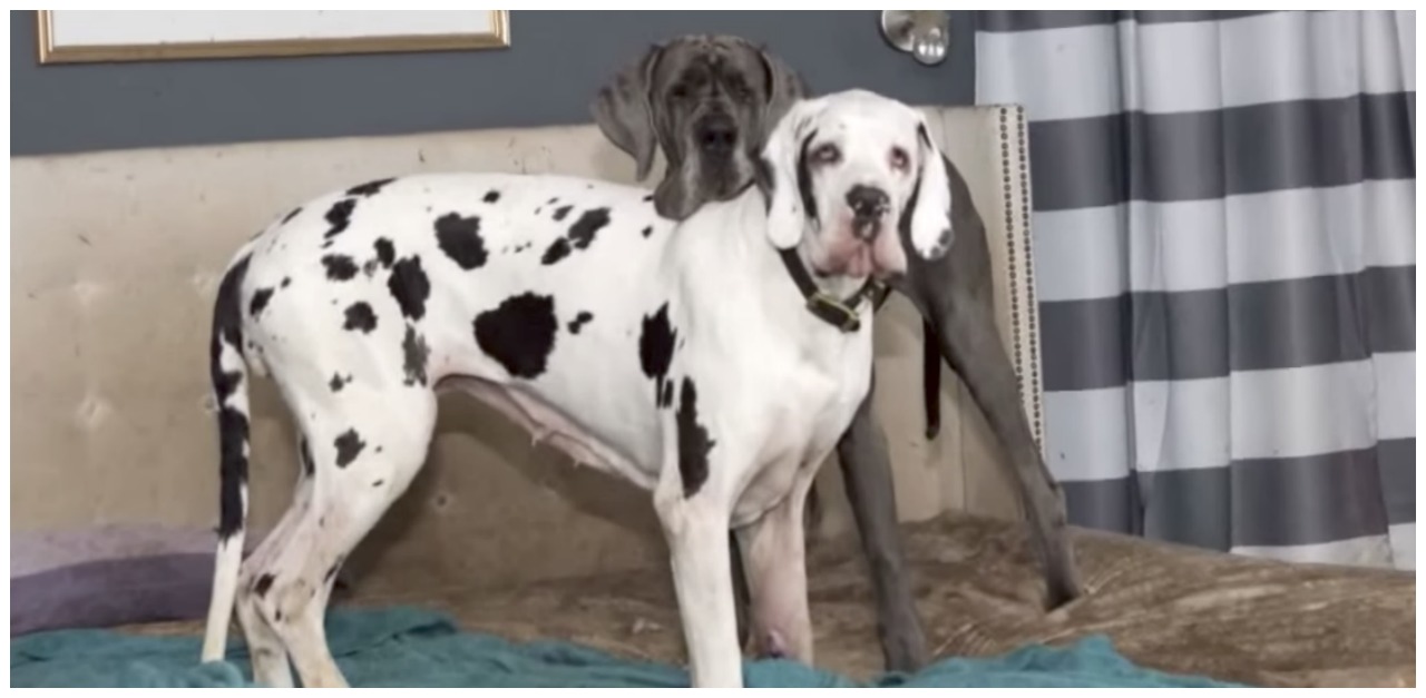 Over 80 Great Danes Rescued From Puppy Mill Littlethings Com