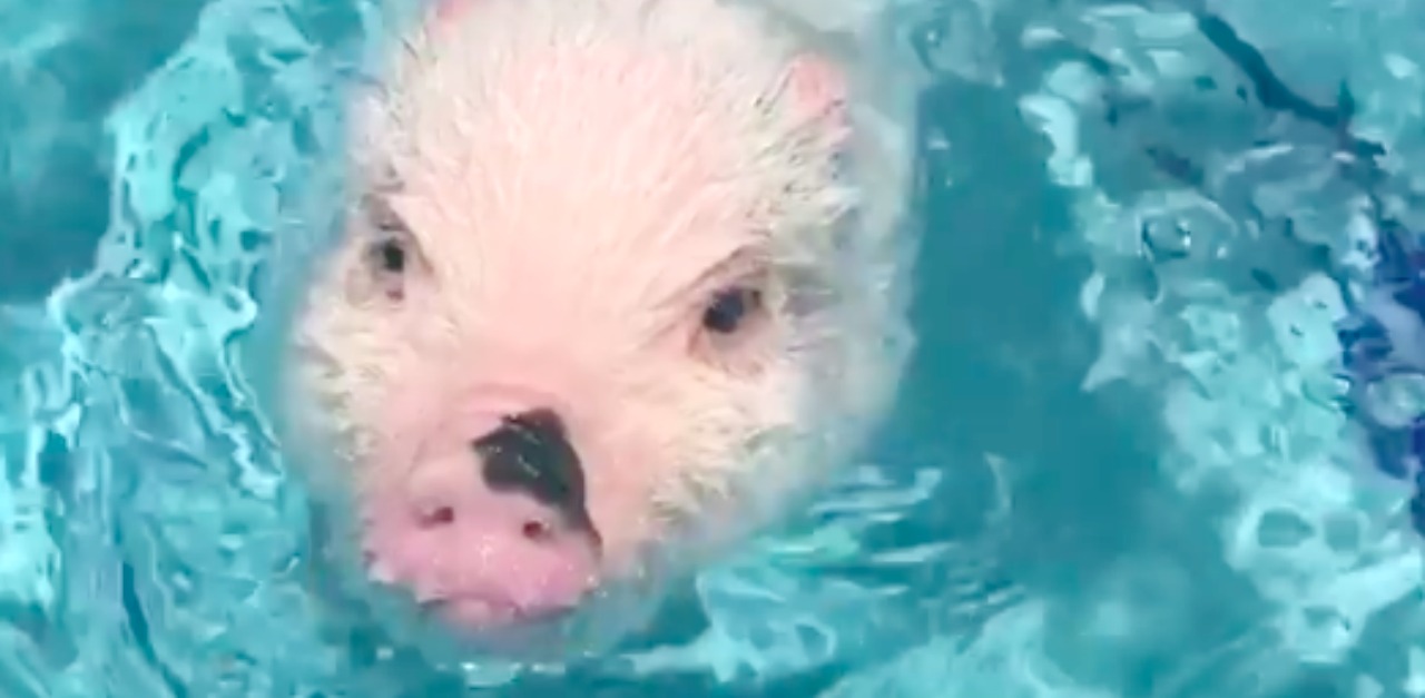 Mom Teaches Mini Pig How To Swim In The Pool