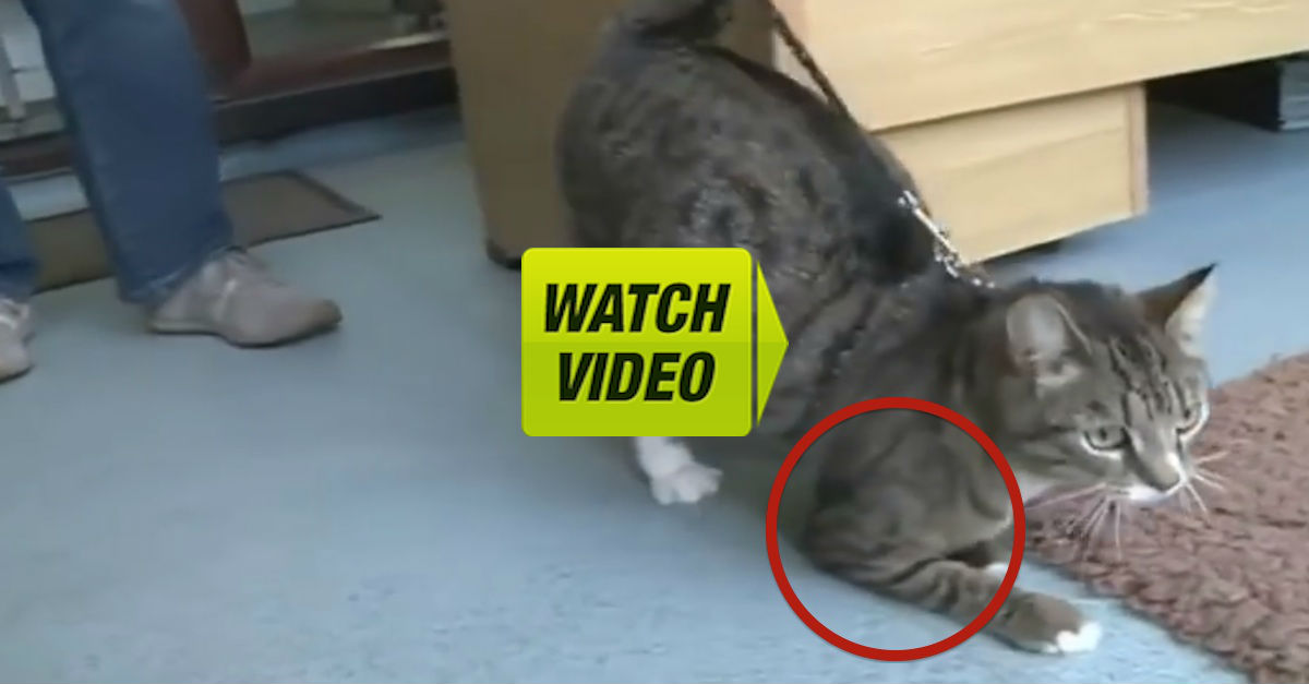 This Paralyzed Cat Is Finally Learning To Walk, And You'd NEVER Guess
