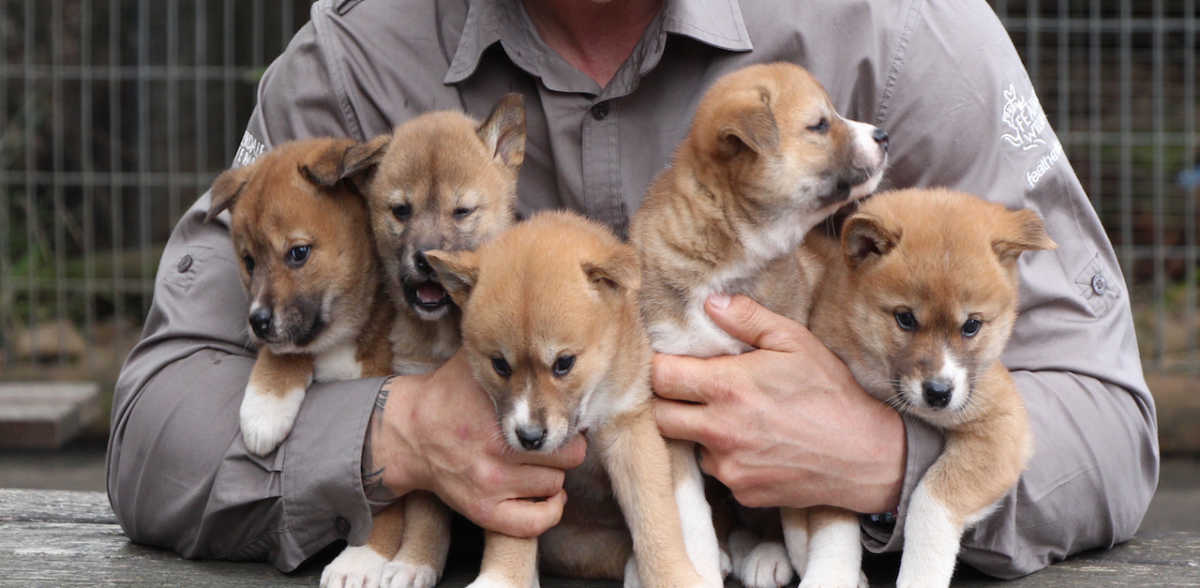 vinger Zijn bekend Pekkadillo Very Rare Litter Of 5 Dingo Puppies Is Born To Proud Parents In Australia |  LittleThings.com