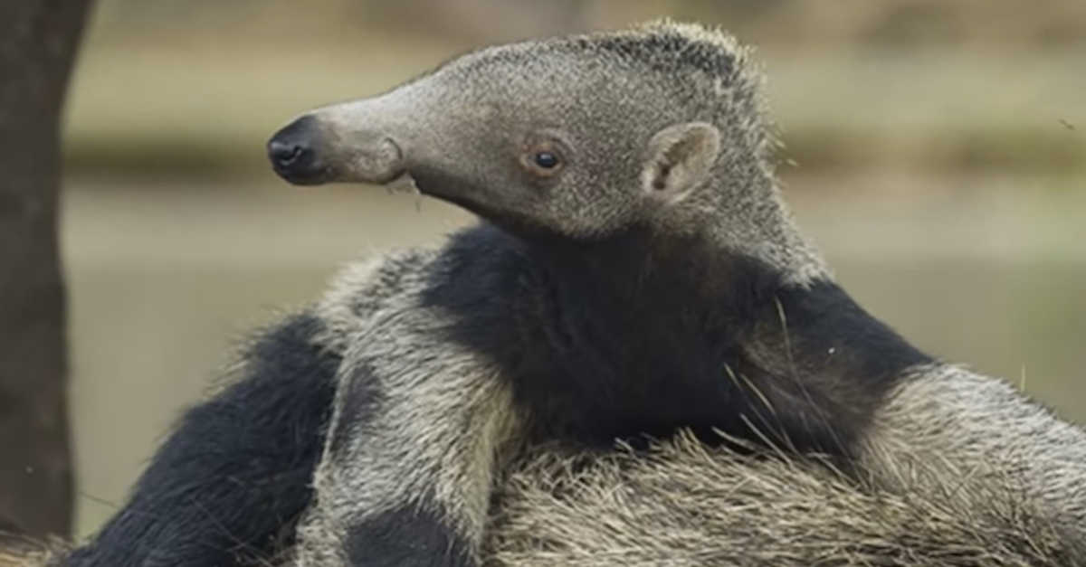 Baby Anteater Shows Off His Giant Tongue | LittleThings.com