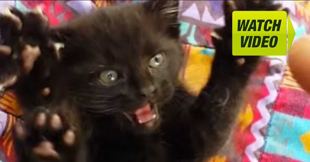 My New Kitten's Battle Cry Is Out Of This World. I Can't Stop Laughing