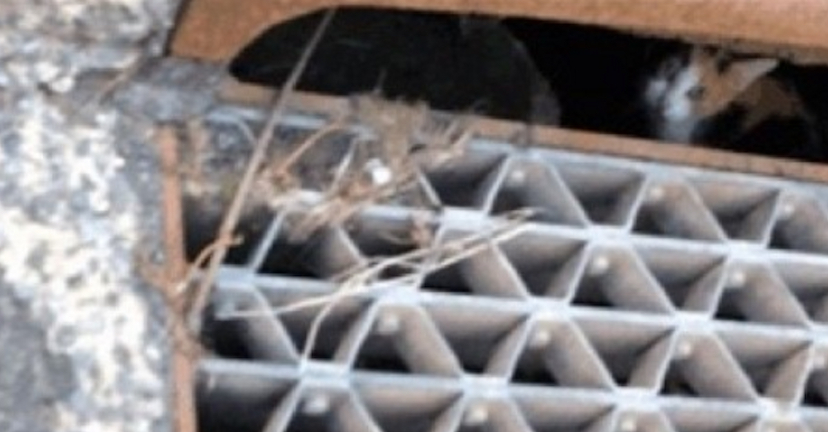 Mama Cat Protects Kitten In Storm Drain
