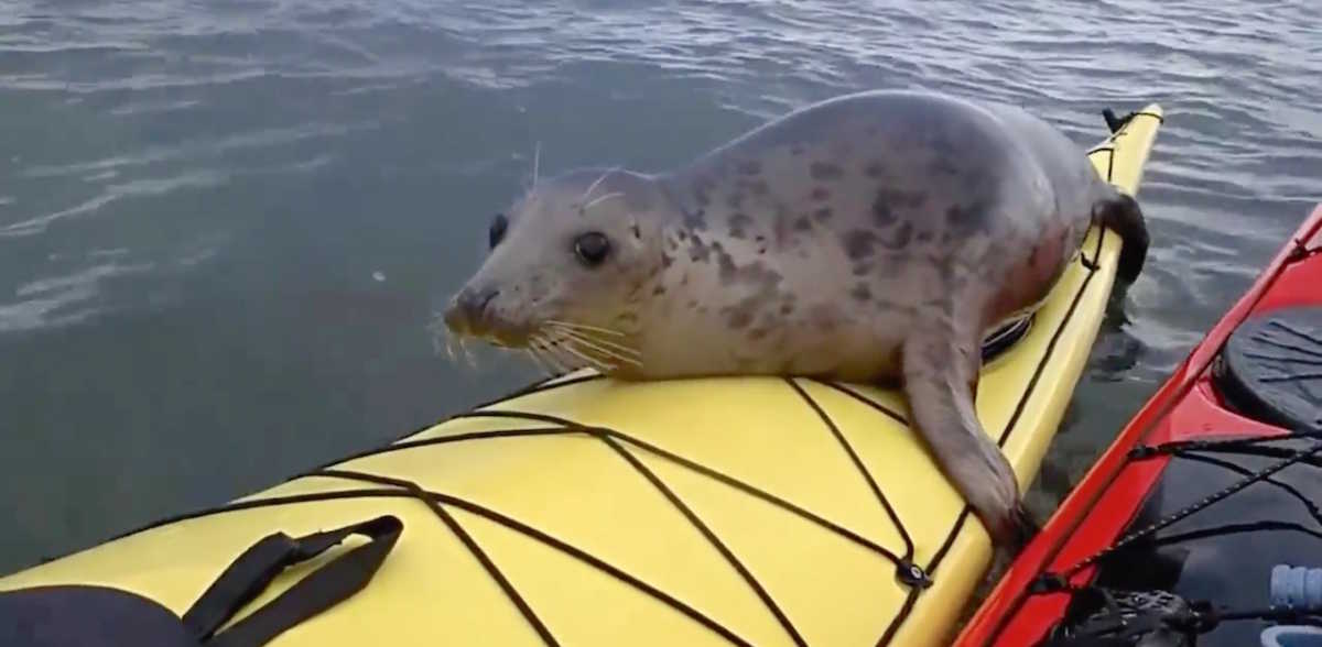 Kayaker Loses It When A Sweet Seal Hops On His Boat