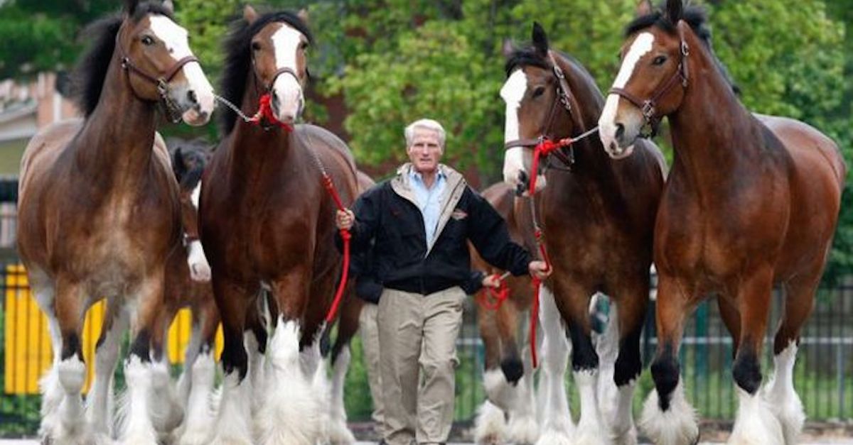 12 Majestic Clydesdales Who Wish To Set The Record Straight