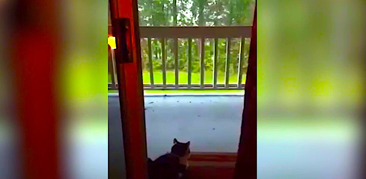 Lightning Bolt Strikes House With Woman And Cat Inside