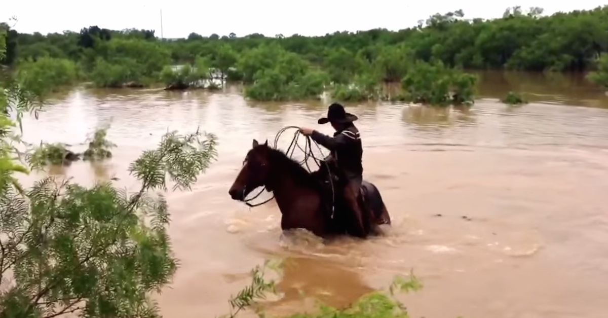 31 Horses Were Drowning In A Flood, Now Watch What The Cowboy Does. I'm