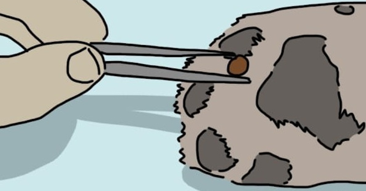 dog has sensitive paws