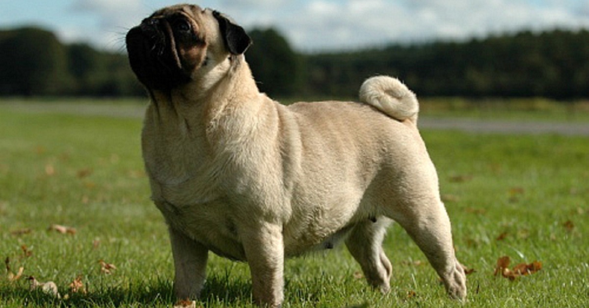 ФЦИ стандарт породы Мопс. Мопс