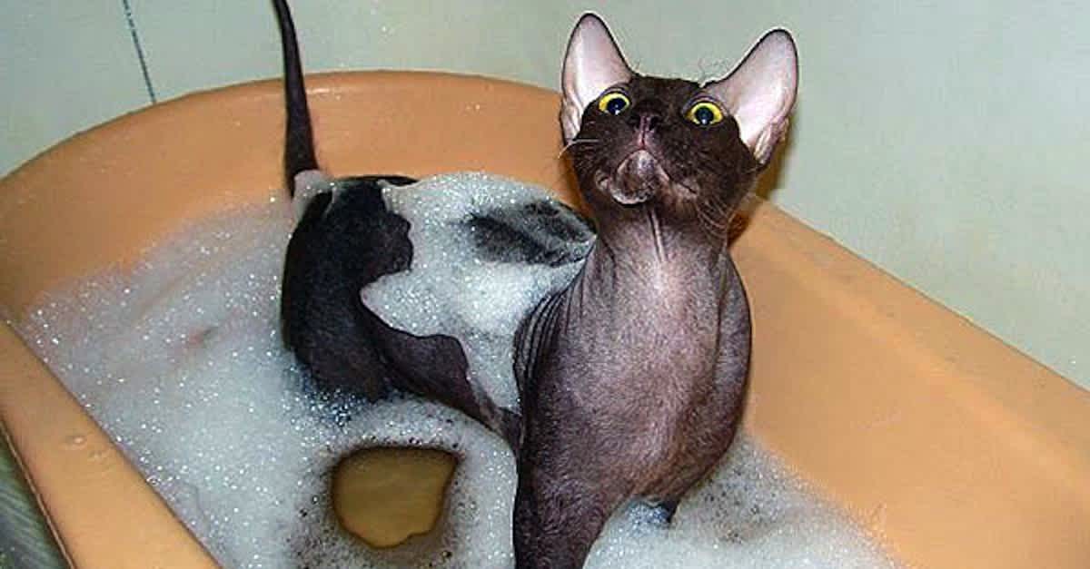 Кот после купания. Котик в ванной. Сфинкс в ванной. Кошка в ванной. Сфинкс кошка в ванной.