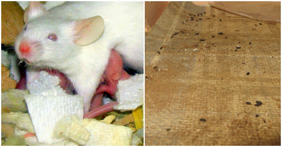 7 Signs Of Mice In Your Home