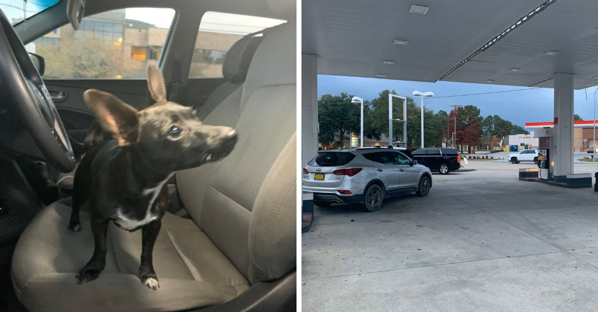 This Chihuahua Accidentally Put Its Owner's Car In Reverse