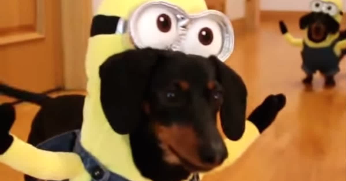 These Dogs Put On Minion Costumes And Start Playing. By :10 I CAN'T ...