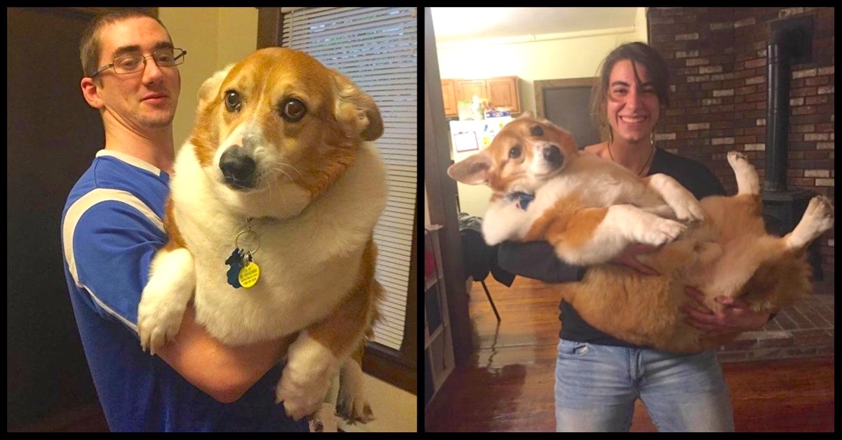 Biggest corgi cheap