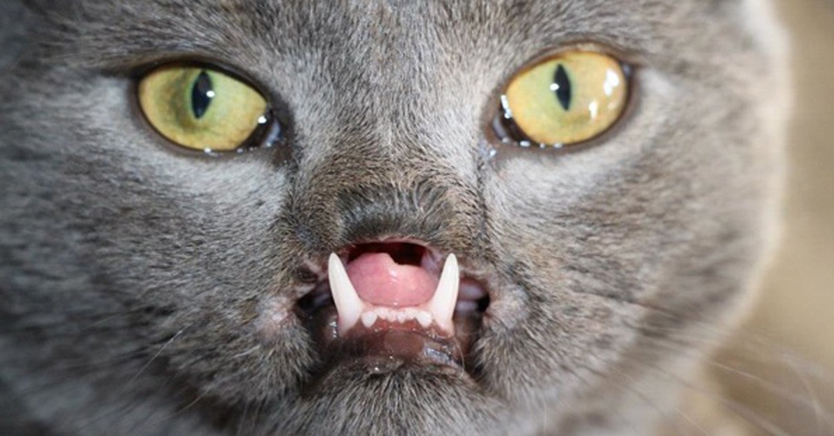 Doctors Said This Deformed Cat Would Surely Die, But He Shocked Them