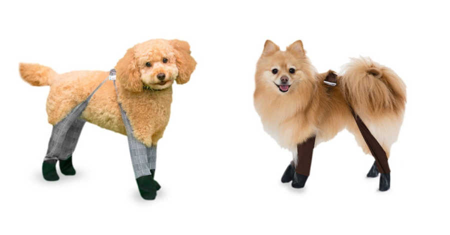 Paws' Are The First Leggings For Dogs | LittleThings.com