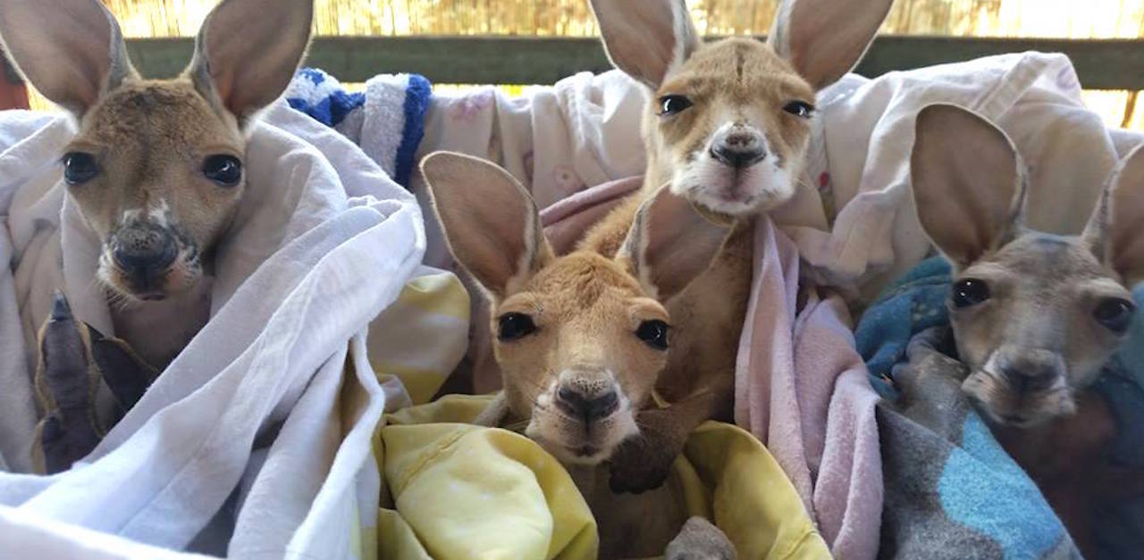 6 Baby Kangaroos Bundle In Blankets. But You Won't Believe Where They