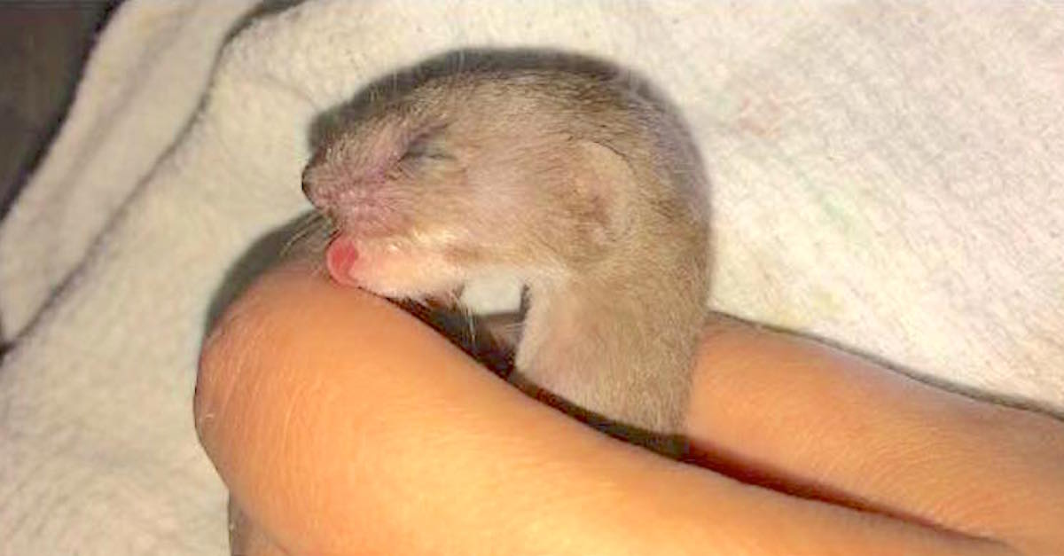 baby weasel
