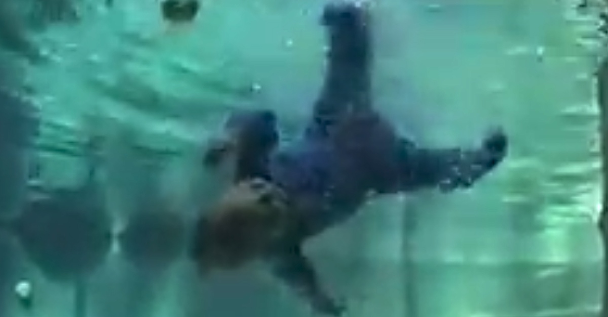 This Baby Fell Into The Pool.. But Every Parent Should See How He Saves