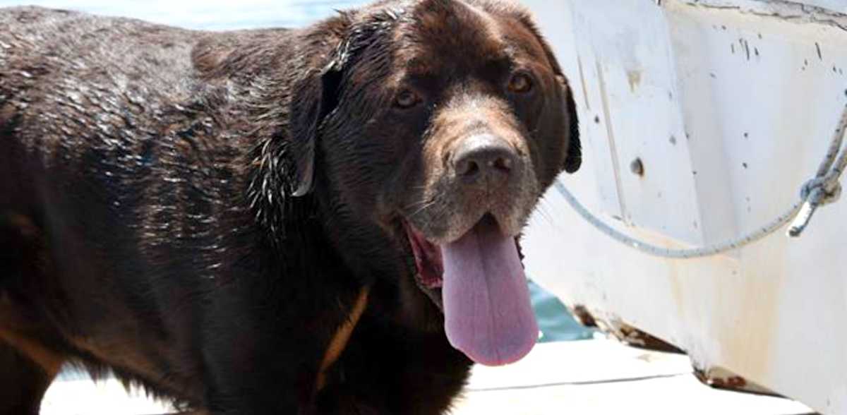 Family Adopts 146-Pound Lab, Helps Him Shed 60 Pounds | LittleThings.com