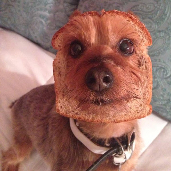 In shop bread dog