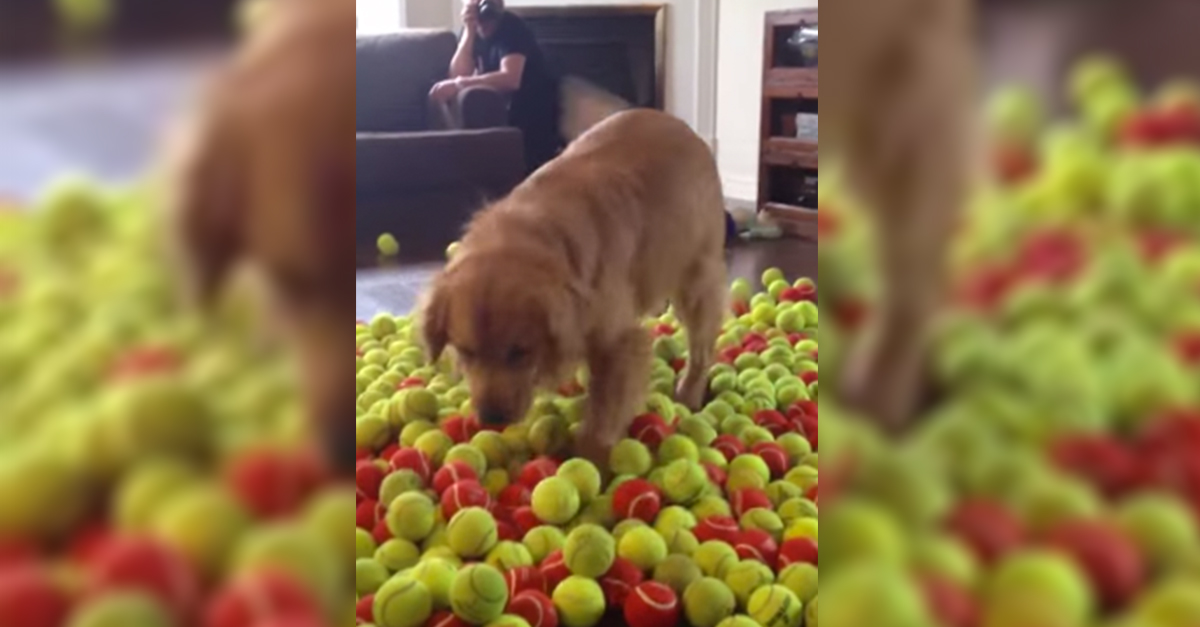 dog gets tennis balls for birthday