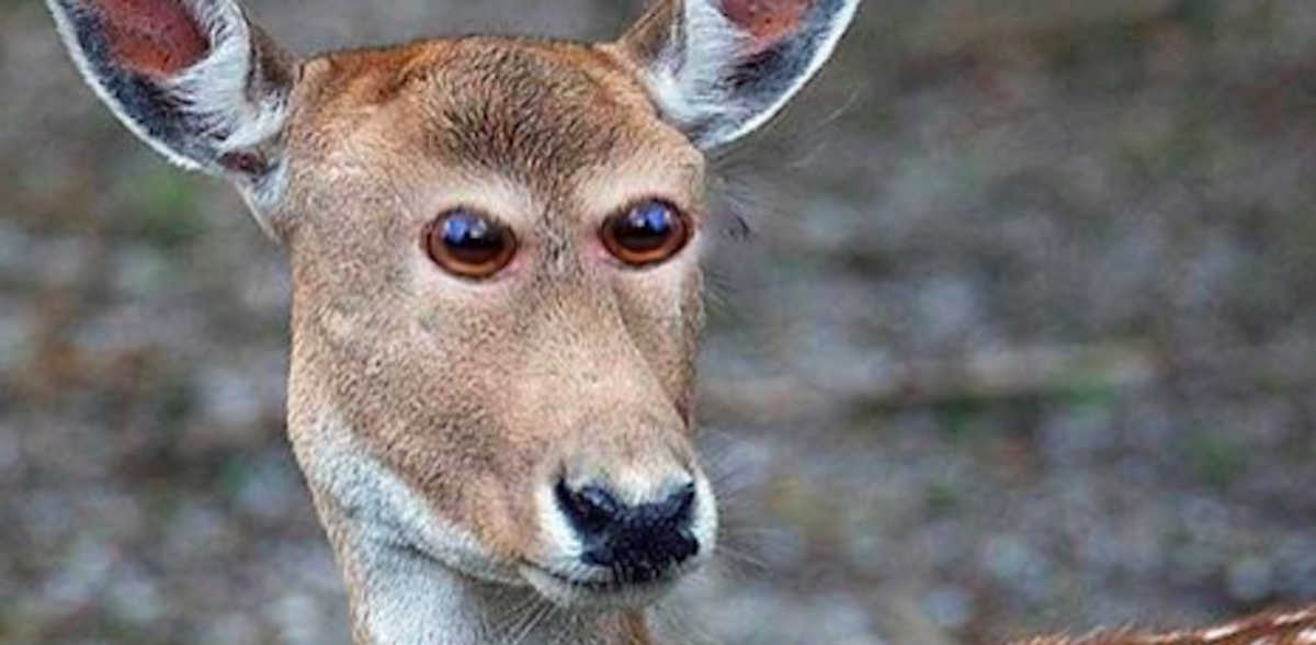 What 8 Animals Would Look Like If They Had Eyes In The Front |  