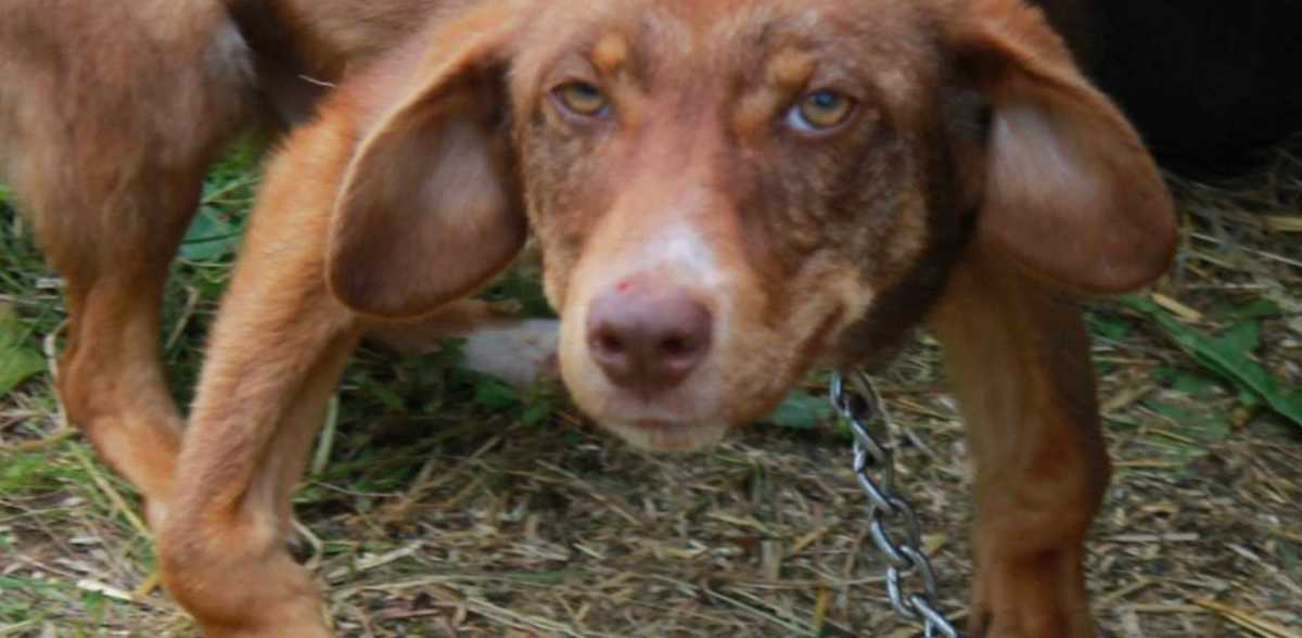 Untouchable Dog Is Rescued After Being Chained To A Rusty Trailer For 10 Days Littlethings Com Untouchable Dog Is Rescued After Being Chained To A Rusty Trailer For 10 Days Littlethings Com