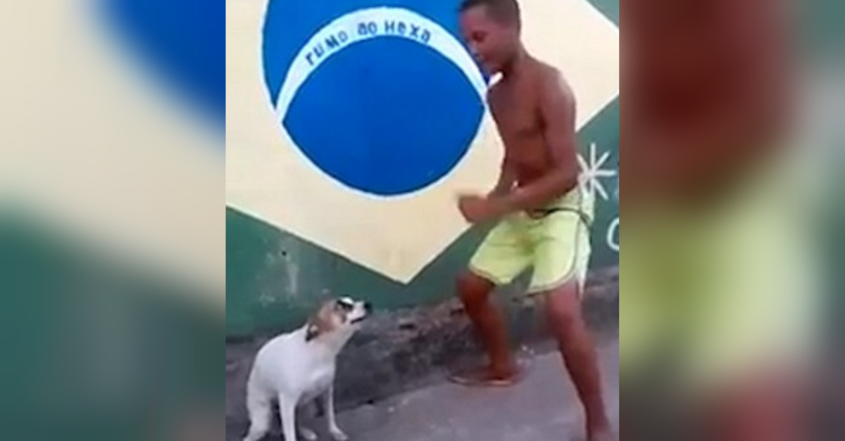 Dog dancing to the 2024 beat