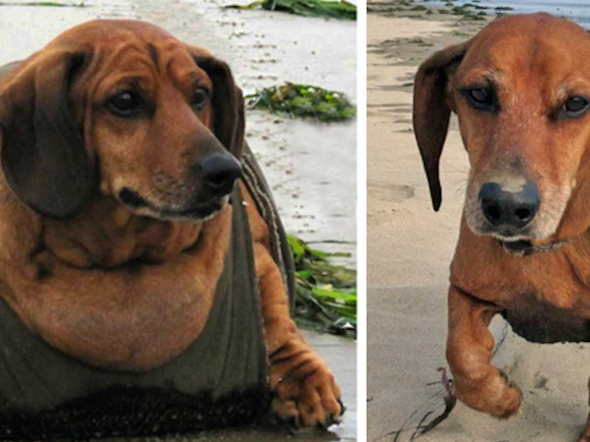 77 online pound dachshund