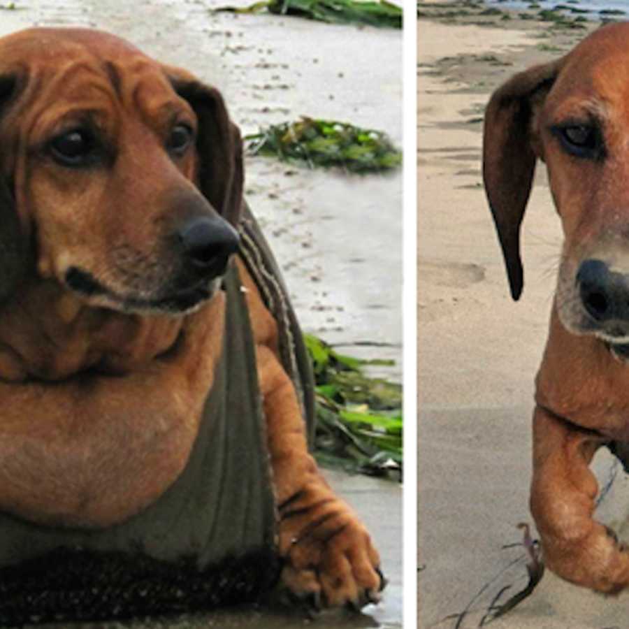 Obie top weiner dog