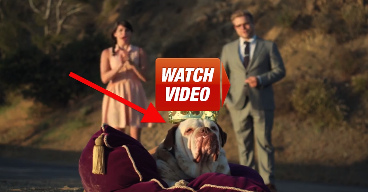 The Bizarre Truth About Purebred Dogs (And Why Mutts Are 'Better