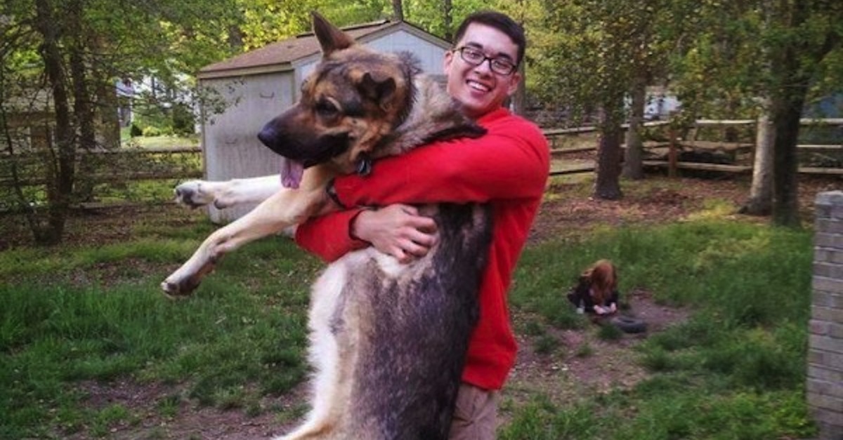 15 Dogs Who Are Way Too Big To Be Carried! (But Get A Lift Anyway)