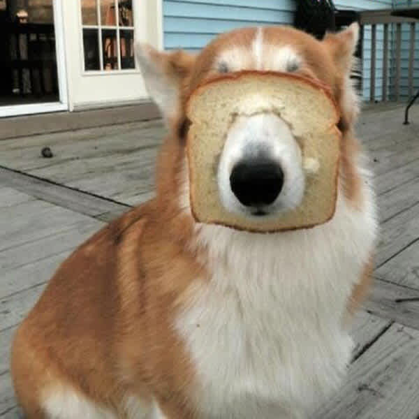 Dog In Bread This Is Hilarious! You Have To See These 12 In-Bred Dogs. Last One Is ...