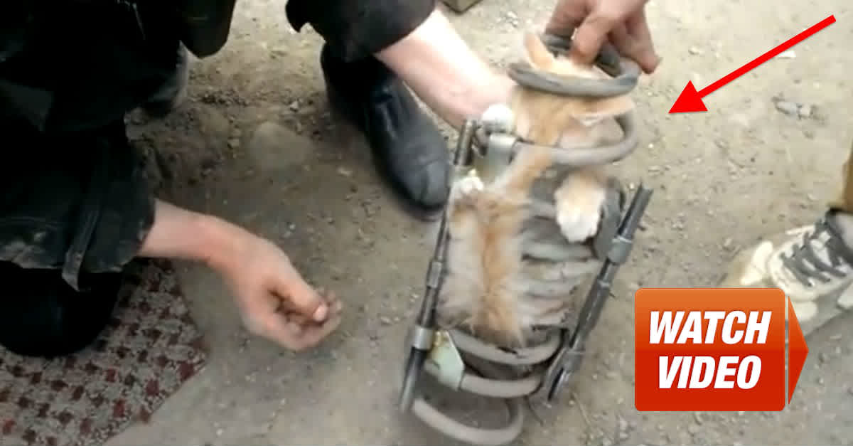 Kitten Travels 43 Miles Stuck In A Tire And Survives Miraculous 