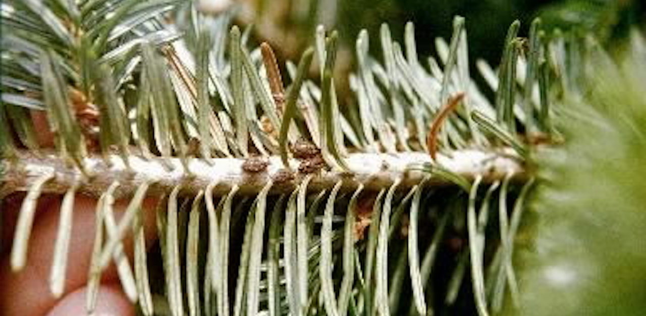 Your Christmas Tree Is Probably Crawling With Bugs