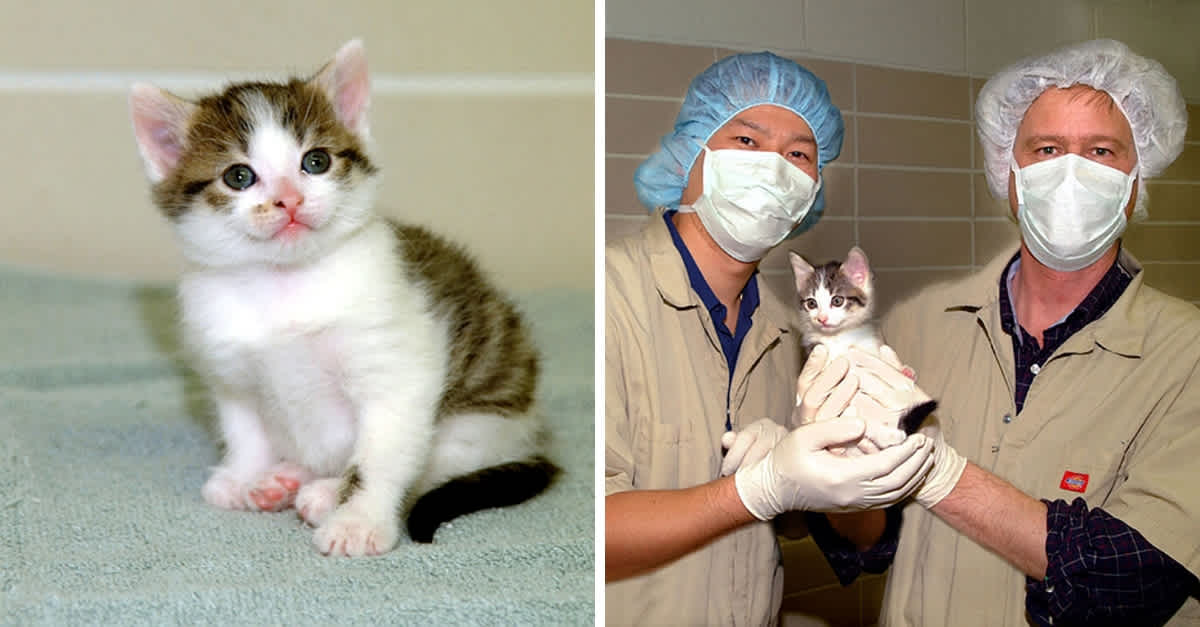World's First Cloned Cat, CC, Lived A Healthy Life Before Dying At 18