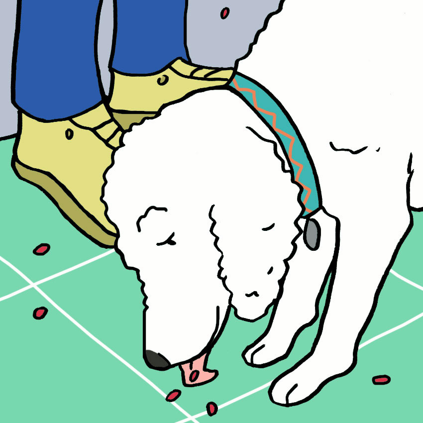 Why Dogs Shouldn T Eat Pomegranate Littlethings Com