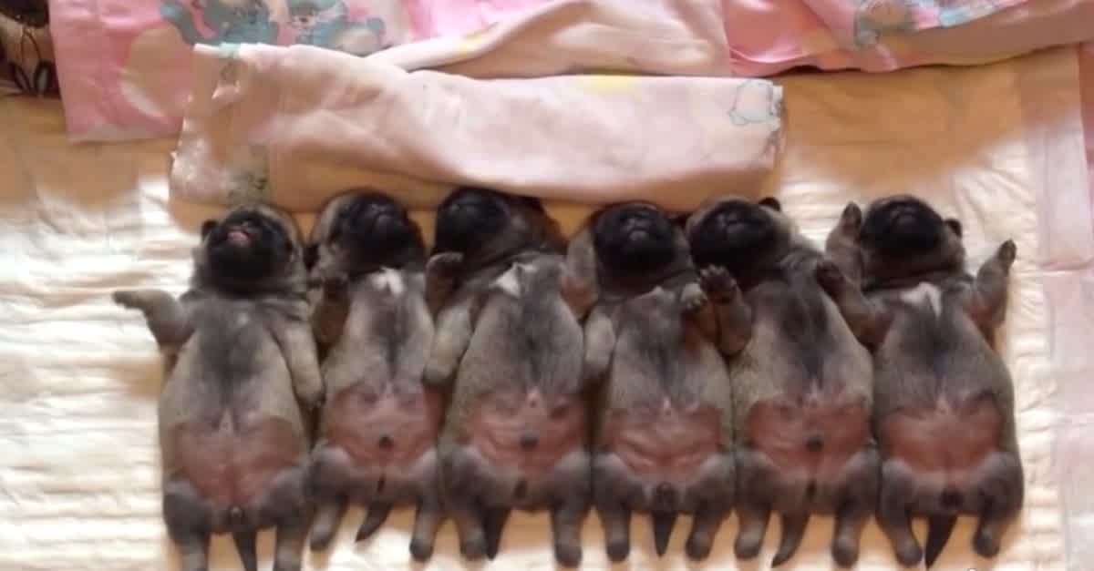 Sleepy Newborn Pugs Go To Bed Now Watch The Puppy On The Far Left Littlethings Com