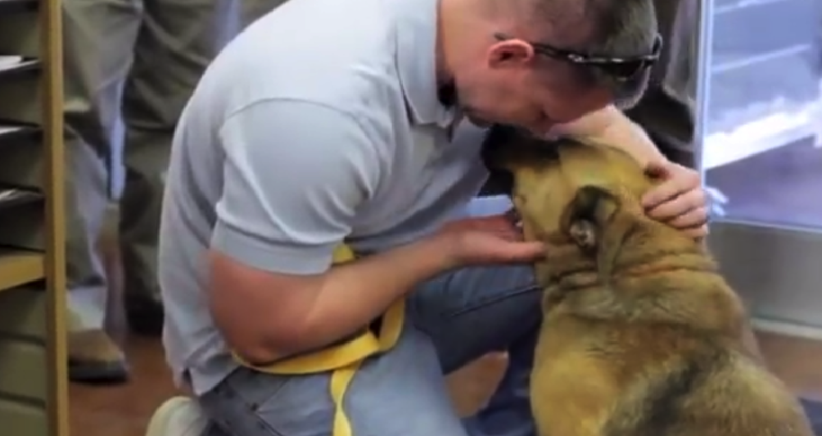 Dog Microchip Helps Reunite Missing Pet With Family LittleThings